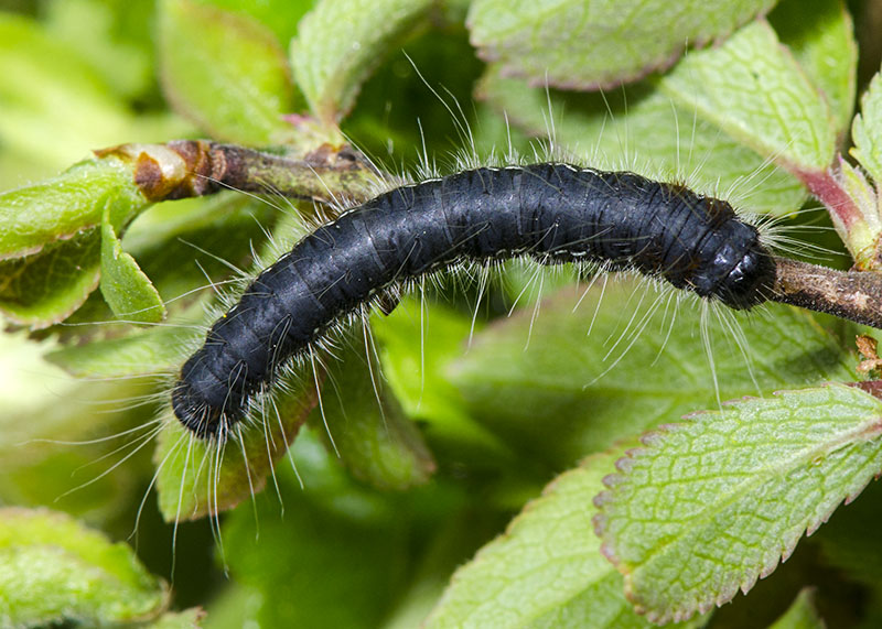 Bruchi - Eriogaster (Eriogaster) lanestris, Lasiocampidae